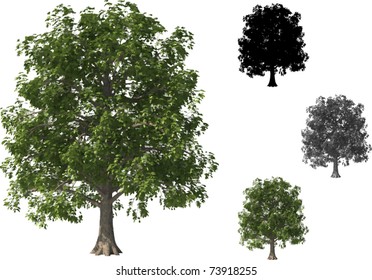 Vector Set Of Beech Trees