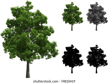 Vector Set Of Beech Trees