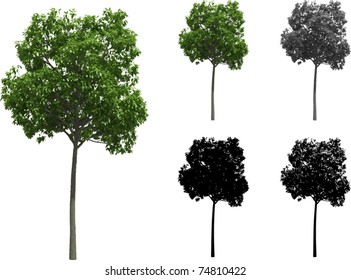 Vector set of Beech trees