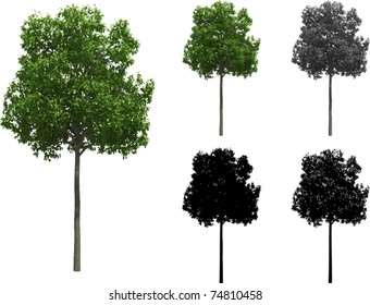 Vector set of Beech trees