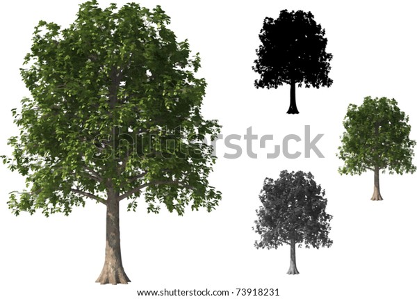 Vector Set Beech Trees Stock Vector (Royalty Free) 73918231