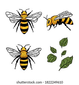 Vector set with bees and leaves. Hand drawn illustration