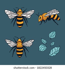 Vector set with bees and leaves. Hand drawn illustration