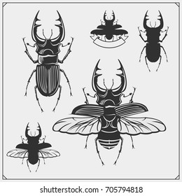 Vector set of beetles.