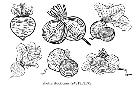 Vector set with the beetroot fruits in whole and in section in black on a white background