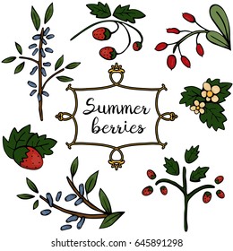 Vector set of berries. Set of hand-drawn vector summer berries: strawberry, barberry, honeysuckle.