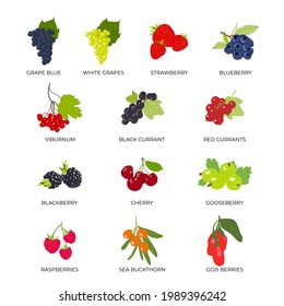 Vector set of berries. White grapes, blue grapes, cherries, blackberries, blueberries, raspberries, strawberries, viburnum, black currants, red currants, sea buckthorn, goji berries, gooseberries