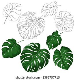 Vector set with big tropical tree leaves. Monstera. Line art and in green colours. Hand drawn elements for summer design. Isolated on white.