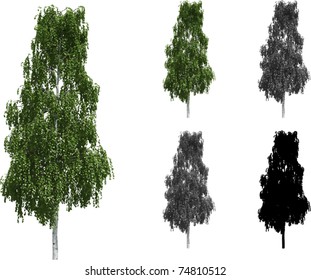 Vector set of Birch trees