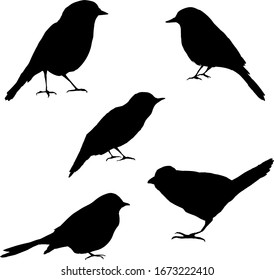 Vector set of bird silhouettes. Birds silhouette different vector illustrations.