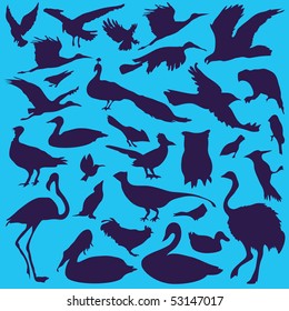 vector set of birds