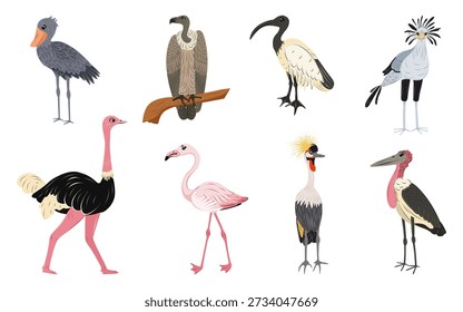 Vector set birds from Africa isolated. Shoebill stork, ostrich, secretary bird, marabou stork, vulture, crowned crane, sacred ibis, pink flamingo. Children cute animal illustration.