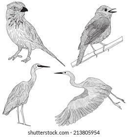 Vector set with birds in black and white colors