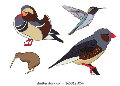 Vector set with birds. Duck Mandarin, Kiwi, Hummingbird, Amadina. Cartoon style outline bird on a white background. For stickers, children's literature, printing on t-shirts, for sites ornithologists.