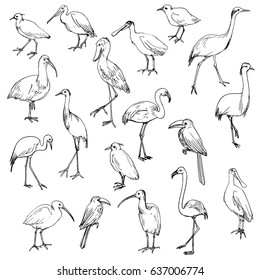 vector set of birds, hand drawn cranes, flamingos and herons, isolated vector elements