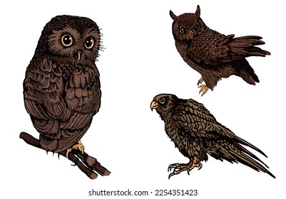 Vector set of birds on white isolated, color illustration. Ornitology, owls and falcon elements