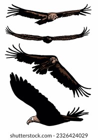 Conjunto vectorial de aves en blanco aislado, ilustración de color. Ornitología, águilas