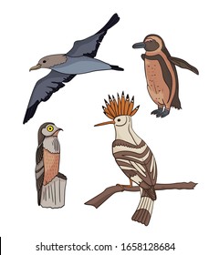 Vector set with birds. Petrel, hoopoe, penguin, giant Nightjar. Cartoon style Outline birds on a white background. For stickers, children's literature, printing on t-shirts, for sites ornithologists.