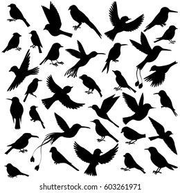 vector set of birds silhouettes, hand drawn songbirds, isolated vector elements