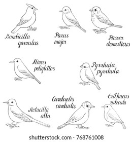 vector set of birds silhouettes, hand drawn songbirds, isolated vector elements