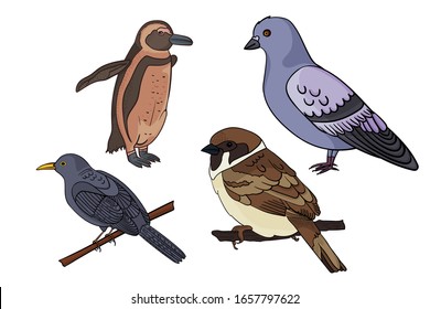 Vector set and birds  Sparrow  penguin  dove  blackbird  Cartoon style Outline vector birds white background  For stickers  children's literature  printing t  shirts  for sites ornithologists 