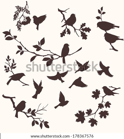 Vector set of birds and twigs.  Decorative silhouette of  birds sitting on tree branches: oak, maple, birch, rowan and others. Flying birds