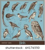 vector set: birds - variety of vintage bird illustrations