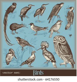 vector set: birds - variety of vintage bird illustrations