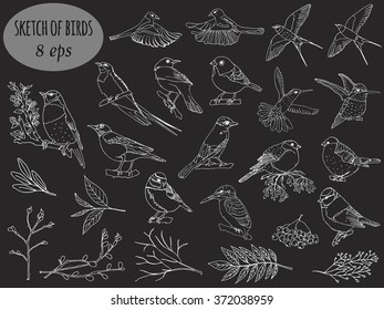 Vector set of birds for your design. Sketch of birds, hand-drawn.