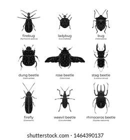 Vector set of black bugs and beetles in low poly style on a white background. Isolated illustration. Firebug, ladybug, bug, dung-beetle, rose beetle, stag beetle, firefly, weevil, rhinoceros beetle.