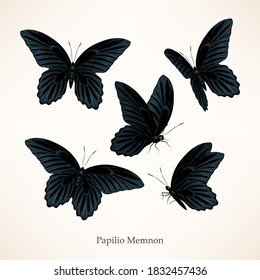 Vector set of black high detailed butterflies in five views