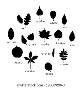 Vector set of black leaves silhouettes with text. Collection of isolated on white background monochrome birch, maple, oak, rowan, chestnut, hazel, linden, alder, aspen, elm, poplar, willow, walnut,