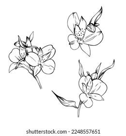 Vector set of black line alstroemeria flowers isolated on white background