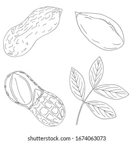 Vector set of black line hand drawn peanuts and peanut leaf isolated on white background. Design for nut products or peanut butter packing