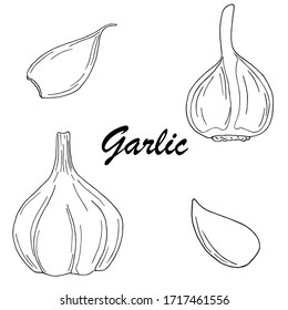 Vector set of black line hand drawn garlic bulb and cloves isolated on white background