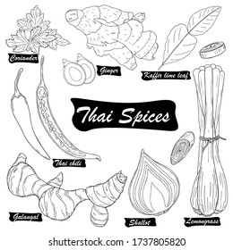 Vector set of black line hand drawn different Thai spices isolated on white background. Thai cuisine
