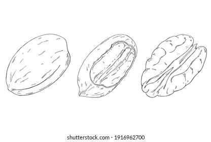 Vector set of black line hand drawn pecan nuts isolated on white background. Design for farmer market, organic products or chocolate packaging.