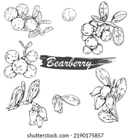 Vector set of black line hand drawn bearberries isolated on white background