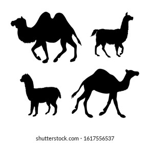 Vector set of black llamas and camels silhouette isolated on white background