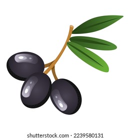 Vector set with black olives. Twigs with olives with leaves, individual berries. The concept of vegetables and healthy eating.