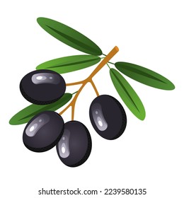 Vector set with black olives. Twigs with olives with leaves, individual berries. The concept of vegetables and healthy eating.