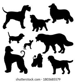 Vector set with black silhouettes of dogs of different breeds: Scottish shepherd collie, St. Bernard, Labrador, Cocker Spaniel, Basset hound, poodle, Afghan hound, toy Terrier, riesenschnauzer on a wh