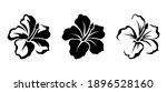 Vector set of black silhouettes of tropical hibiscus flowers isolated on a white background.