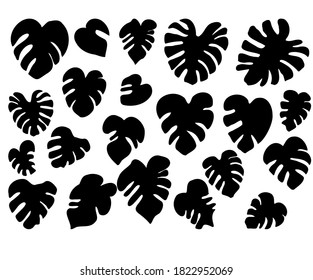 Conjunto vectorial de siluetas negras de hojas tropicales. Colección de hojas de monstera exóticas aisladas en un fondo blanco. 
