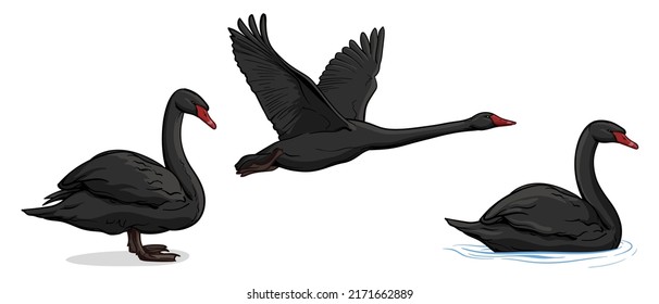 Juego de vectores de cisnes negros. Tres cisnes aislados de fondo blanco.