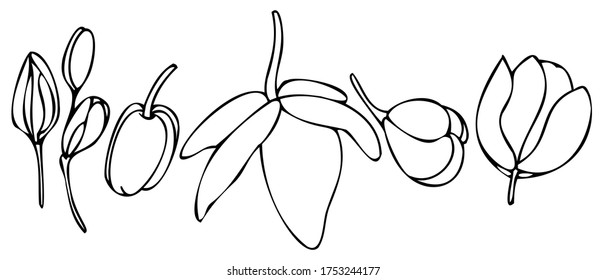 vector set black and white botanical element, contour, linear drawing, coloring book, freehand sketch, wildflowers and garden flowers - orchid, phalaenopsis and buds