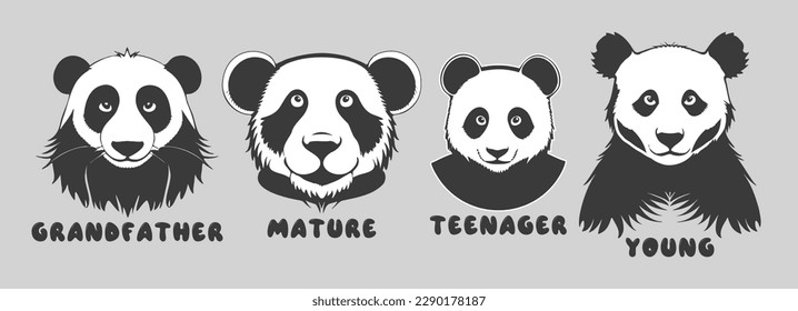 Vector set of black and white cartoon portraits of pandas. Different age of bamboo bear. Funny animals, grandfather, mature, teenager and young.