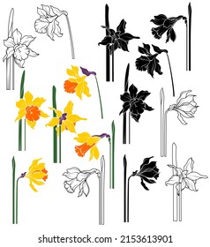 Vector set of black, white and color flowers of narcissus on a white background