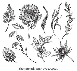 Vektorgrafik mit schwarz-weißen Blumen, Futterweeds, Protea, Kräuter und Blättern einzeln auf weißem Hintergrund. Handgezeichnete schöne Natursammlung