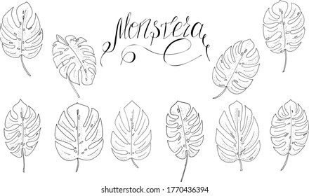 vector set of black and white monstera leaves and lettering for textile, print